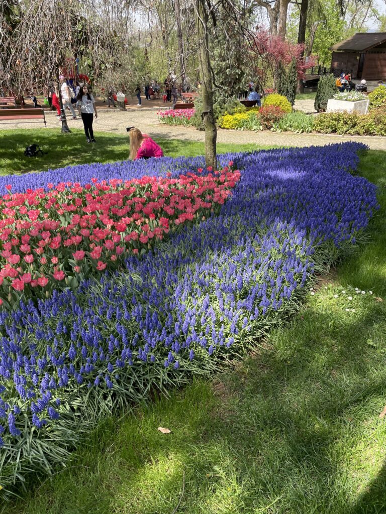 Tulips in Istanbul in spring