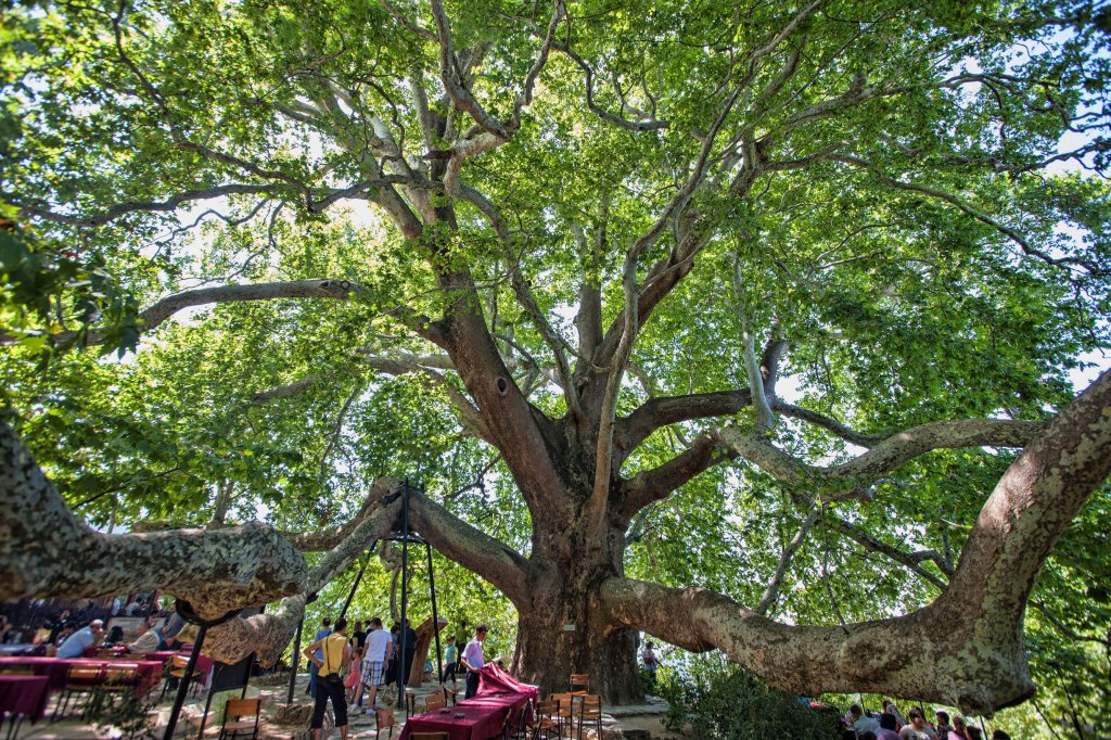 Inkaya - Biggest Tree in Turkey