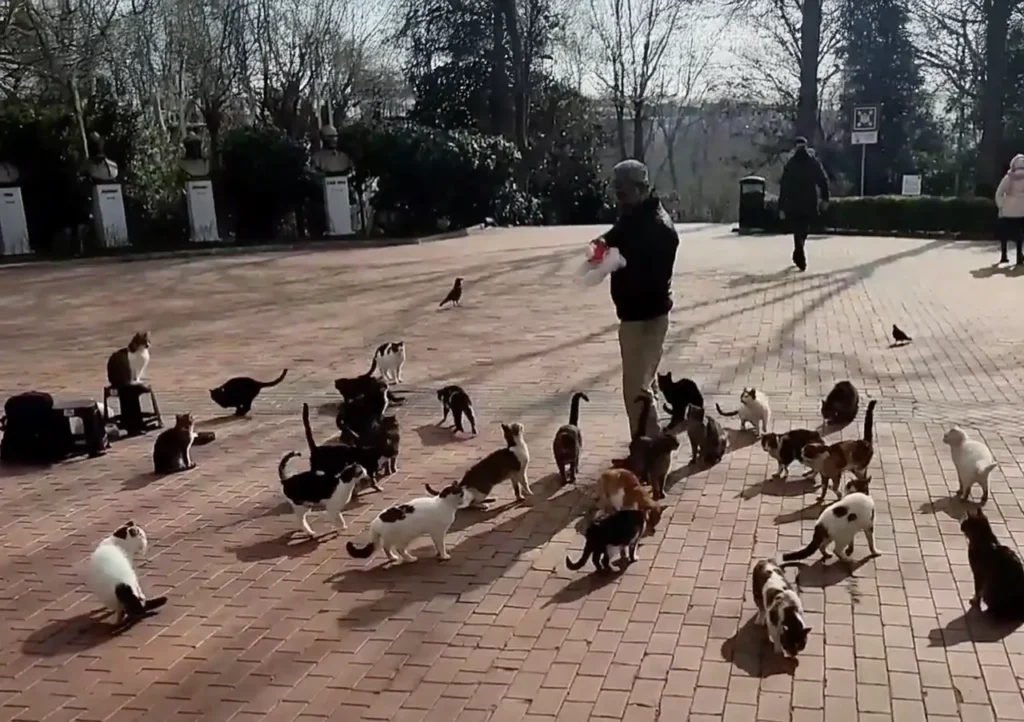 A section of Maçka Cat Park, where cats roam freely among the greenery.