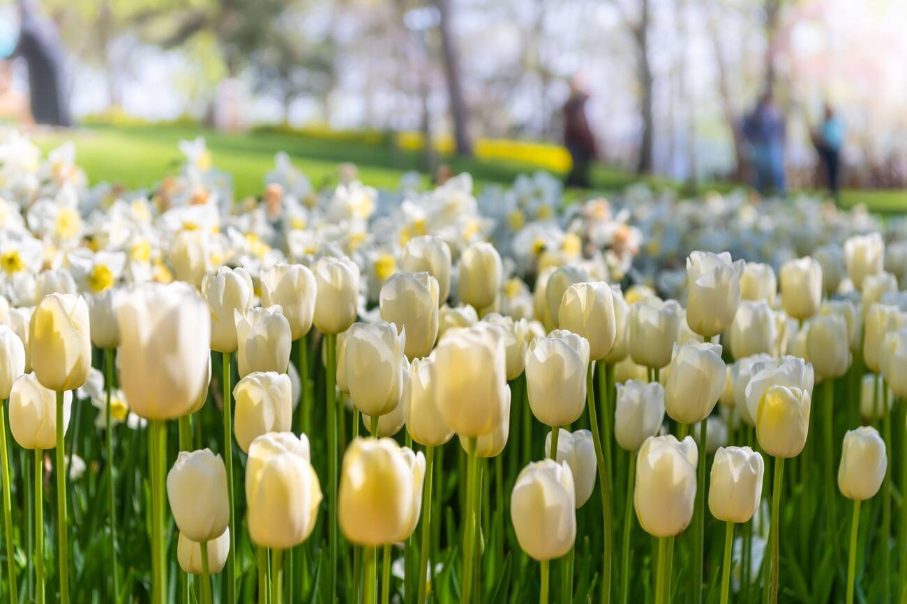 Istanbul Tulip Festival 2024: When, Where?