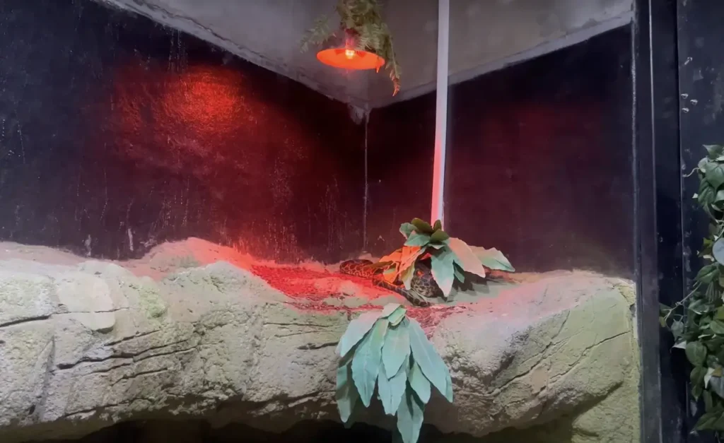 A snake on display at Istanbul Aquarium, coiled and resting in its terrarium.