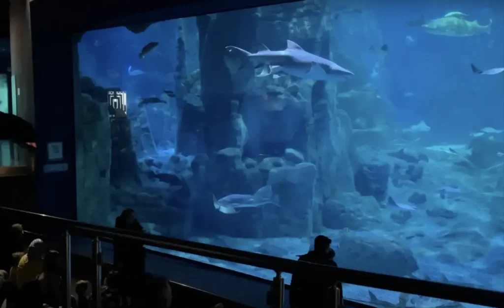 A large tank with sharks swimming, part of the Istanbul Aquarium’s main attractions.