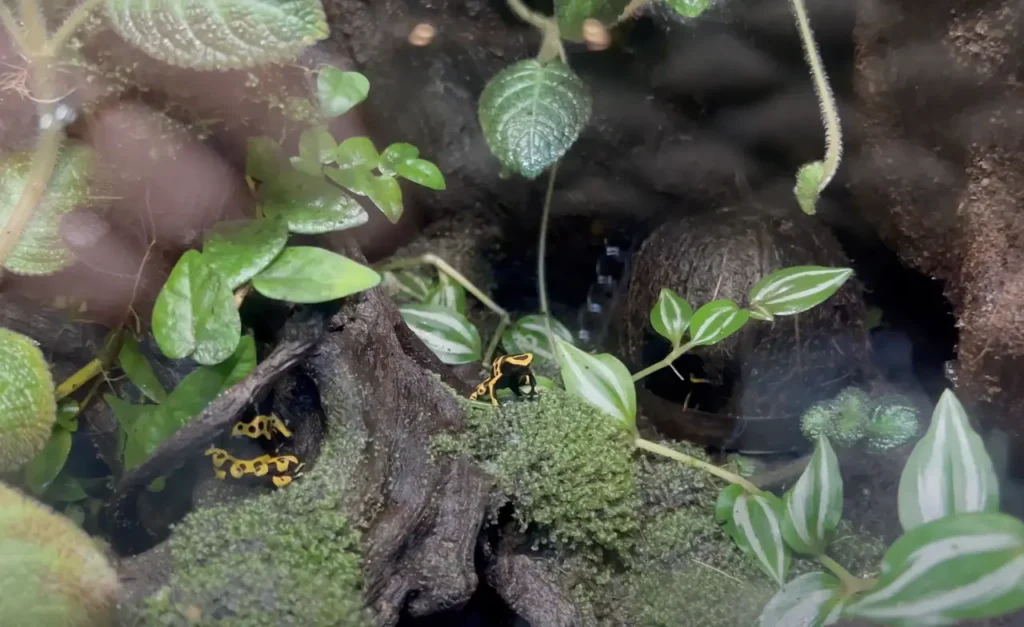 A terrarium housing frogs, part of the amphibian exhibit at Istanbul Aquarium.