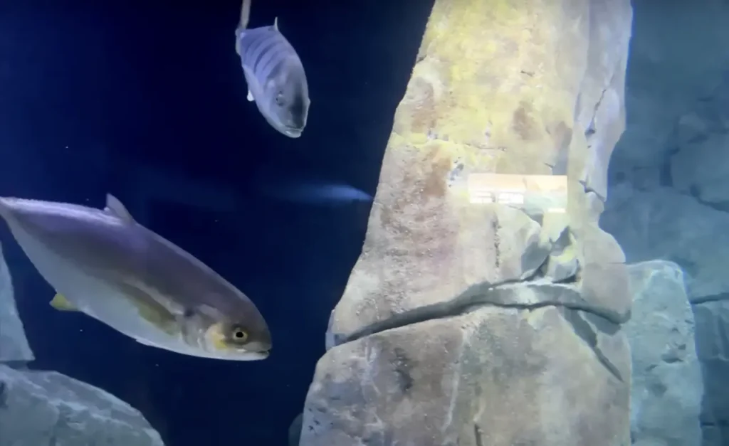 A view of a large tank in Istanbul Aquarium, featuring diverse marine life.