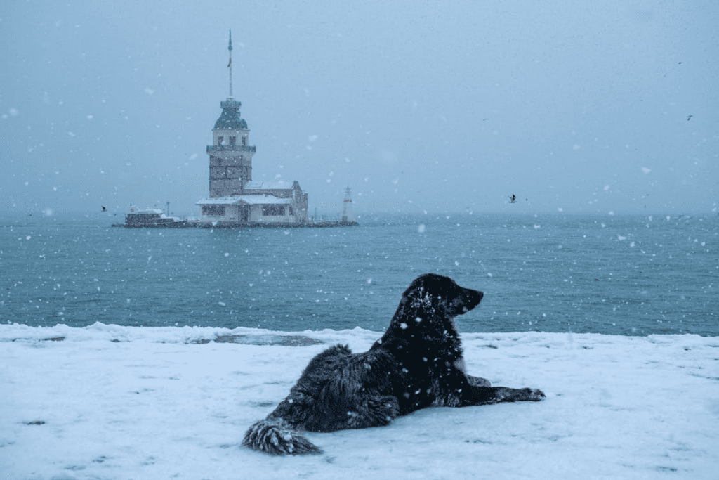 cold weather in istanbul: a dog lays under the snow