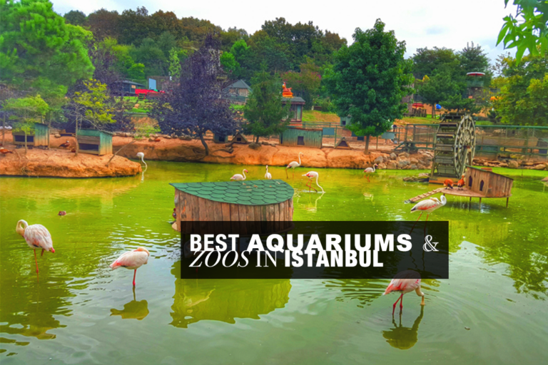 Best Zoos in Istanbul